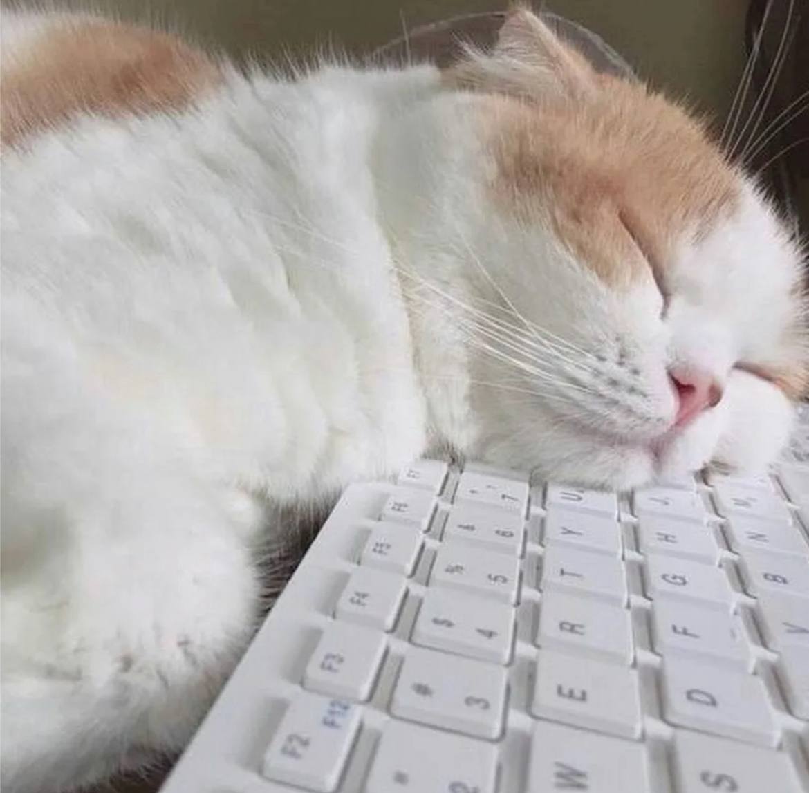 Доброутреннее. Ну что, готовы к будням после жонглирования блинами и буузами?) По данным Бурятского Гидрометцентра, 24 февраля по республике переменная облачность, днём местами небольшой снег