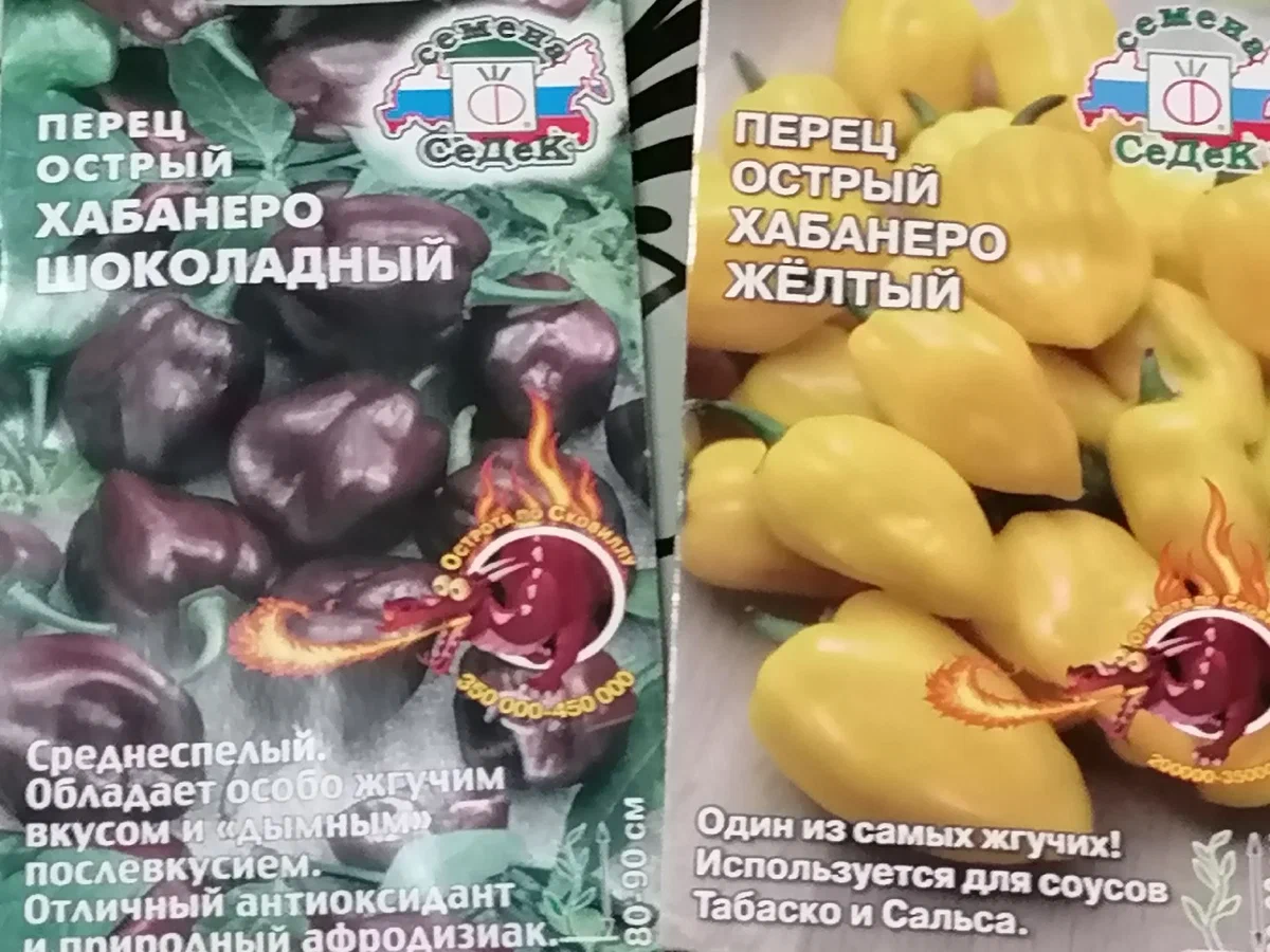 Как проходят эксперименты с хабанеро и шоколадным перцем на даче