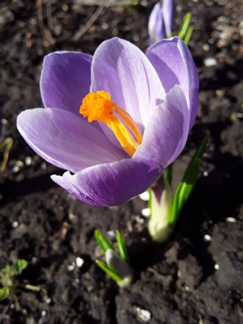 Как спрятать крокусы на газоне: хитрая стратегия в вашем саду