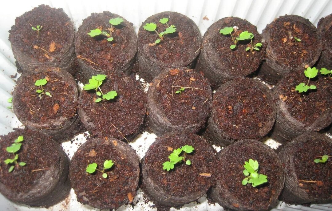 Как успешно вырастить землянику: секреты стратификации и посадки