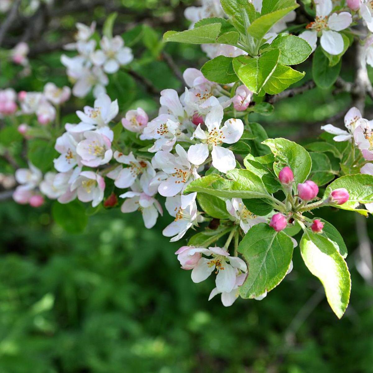 Эффективные способы посадки плодовых деревьев на ограниченном пространстве