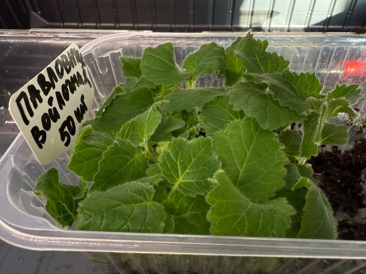 «Высокое и красивое»: дерево-рекордсмен появится на улицах Улан-Удэ в этом году