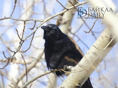 Улан-удэнцам пригрозили прокуратурой за кормление птиц