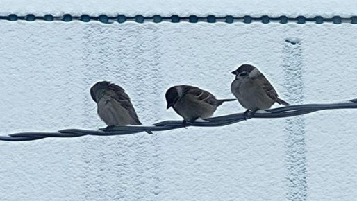 Почему воробьи страдают ожирением, объяснили биологи