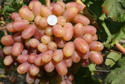 �������� ������������: ������������ ����������� � ������� ������