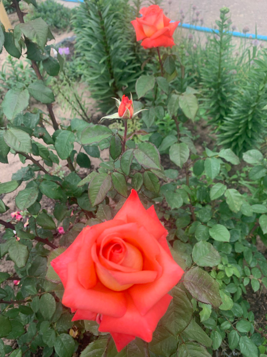 Предзимняя подкормка роз: три простых способа для насыщения растений