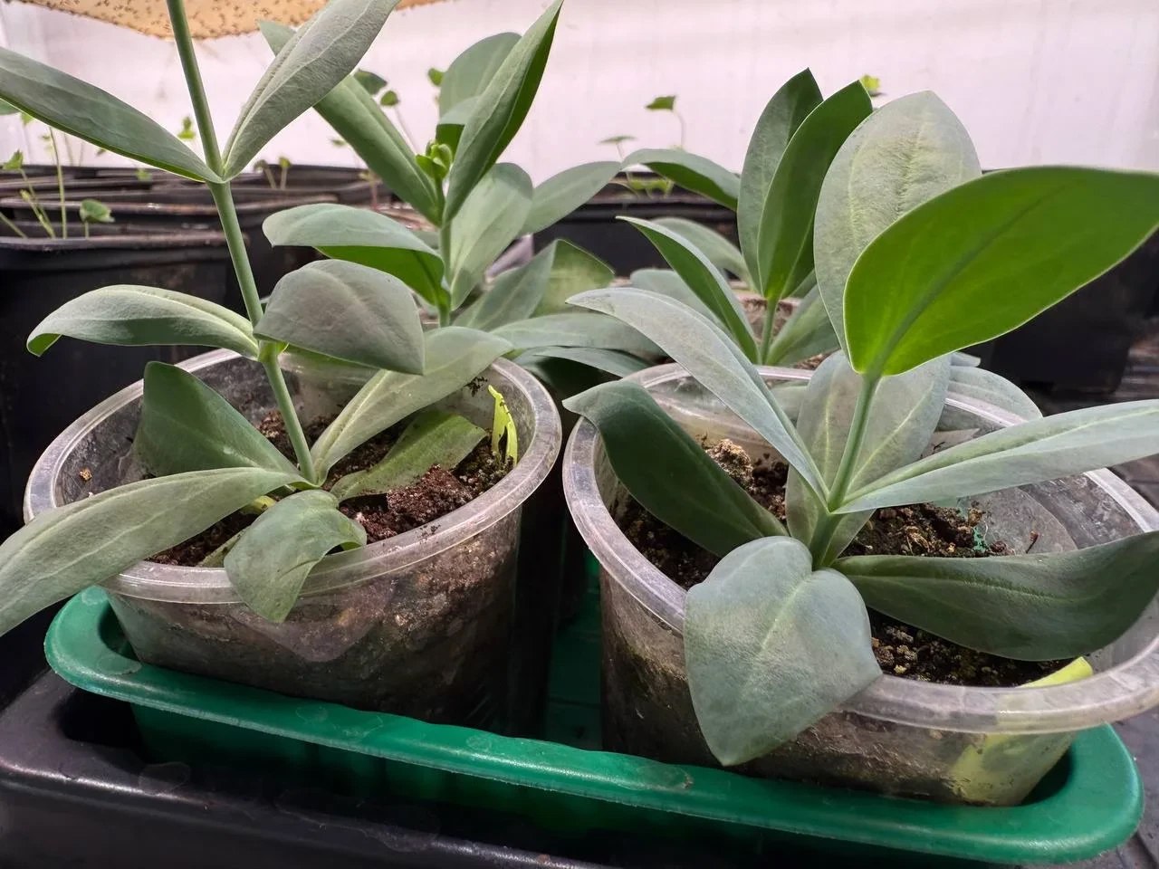 «Высокое и красивое»: дерево-рекордсмен появится на улицах Улан-Удэ в этом году «Высокое и красивое»: дерево-рекордсмен появится на улицах Улан-Удэ в этом году