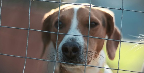 Правительство намерено защитить животных от жестоких владельцев