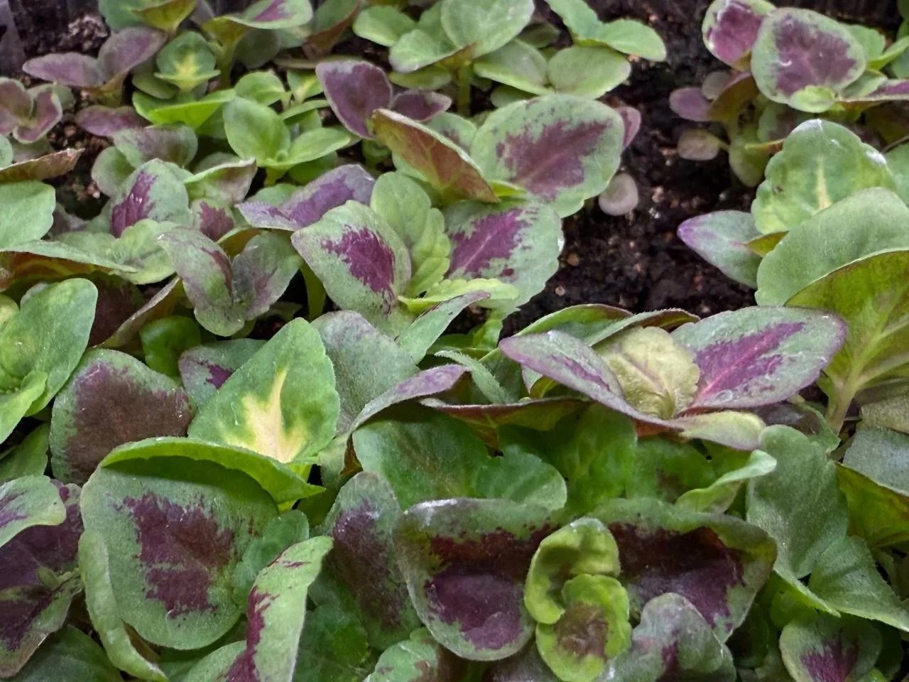 «Высокое и красивое»: дерево-рекордсмен появится на улицах Улан-Удэ в этом году «Высокое и красивое»: дерево-рекордсмен появится на улицах Улан-Удэ в этом году