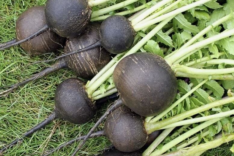 ������������ �������� ������ ������ ������: ��� ������� ������� ������