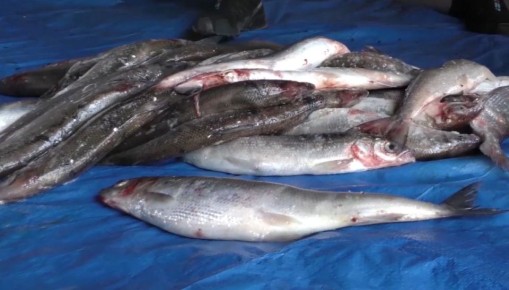 На севере Бурятии три приятеля сачком выловили омуля на 600 тысяч