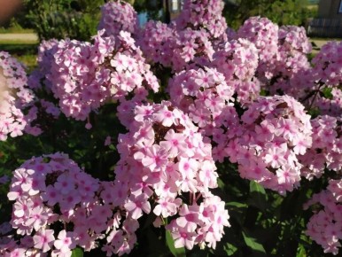 ������ � ����� ����: ������� ������� � �����