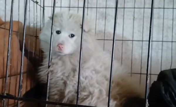 � ����-��� ������ ������, ������� � ��