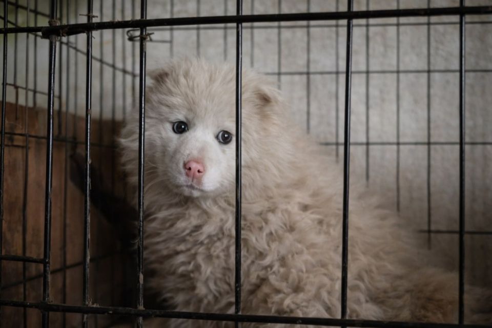 � ����-��� ��������� ����������� ���� �������� � ��� ������