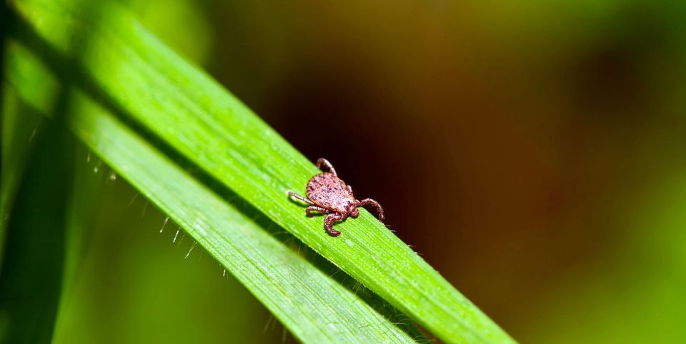 �������� ���� �������: 5 �������� ������ ������