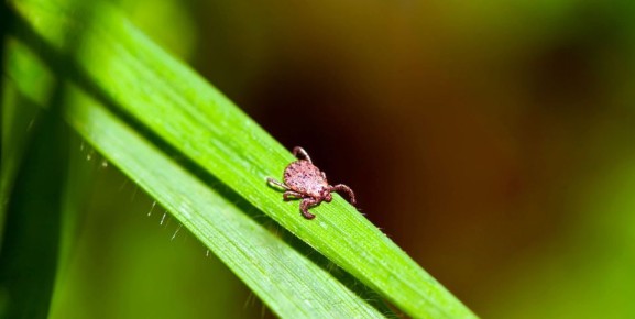 �������� ���� �������: 5 �������� ������ ������