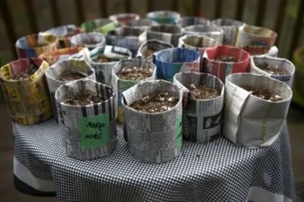 Экологичные стаканчики для рассады: как сделать из обычной газеты