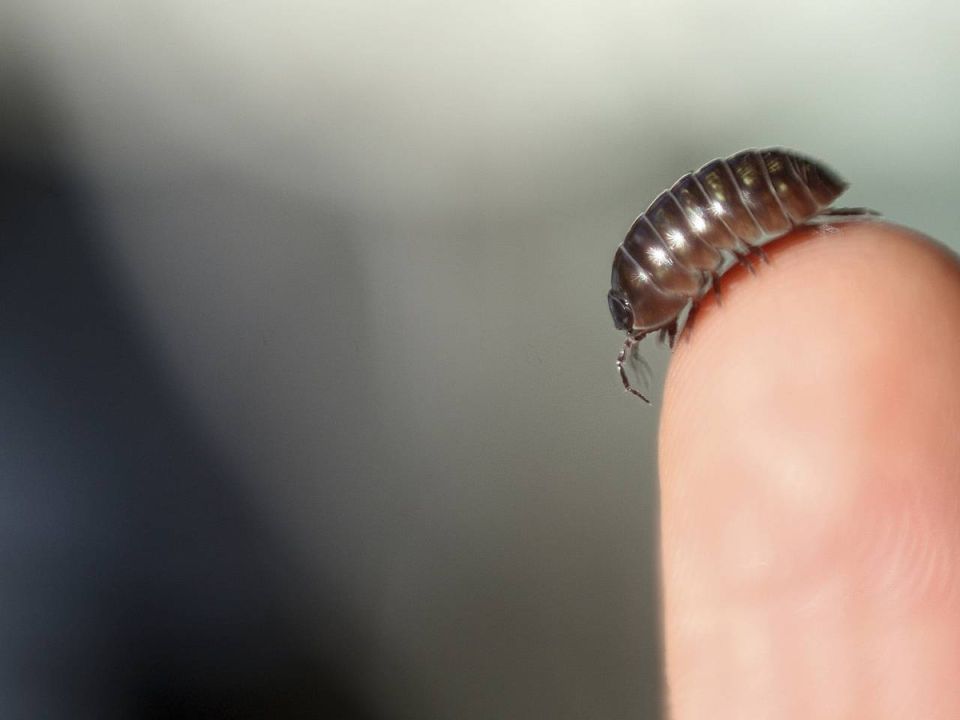 ��� �������� �������� ������� ���������� �� ������ � ������