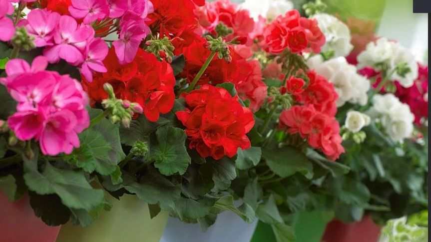 Как правильно обрезать пеларгонию зимой для пышного цветения