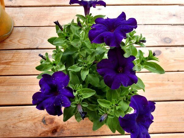 ��� �������� ������� �������� �������: ������ ��� ��������� �����