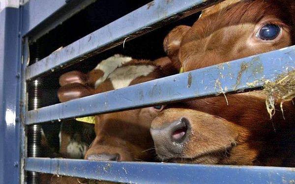 Незаконная перевозка 90 голов крупного рогатого скота пресечена на границе Иркутской области и Бурятии