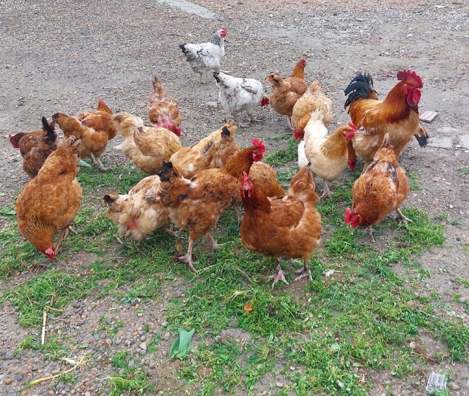 ��� ������� �� ������ � ������������ ������� � ������ �������� �� �������� ���������