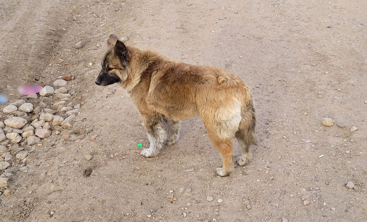 В Улан-Удэ разгорелся скандал из-за собачьих «сюрпризов» в мусорках