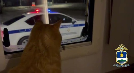 1 марта в России отмечают День кошек