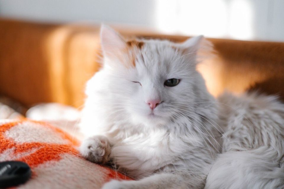 � ������� �������� ������������� ���� �����