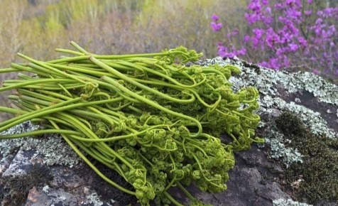 Как распознать съедобные папоротники: советы для любителей природы