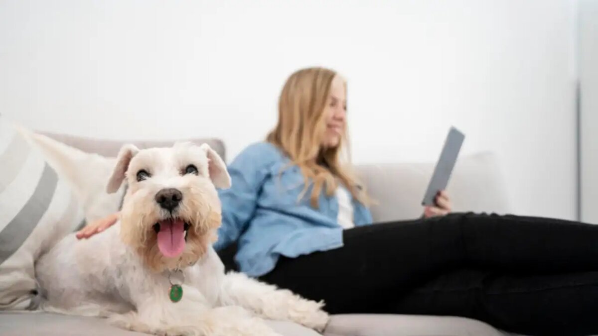 Юрист Анастасия Комагина о проблемах нового законопроекта против жестокого обращения с животными