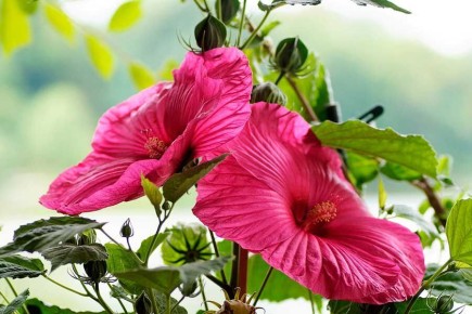 ��� ������, ������� �������� ����� � ��� ���