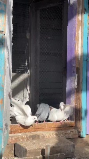 ��������� ���������� ������� - ��������� �� ����������� ������