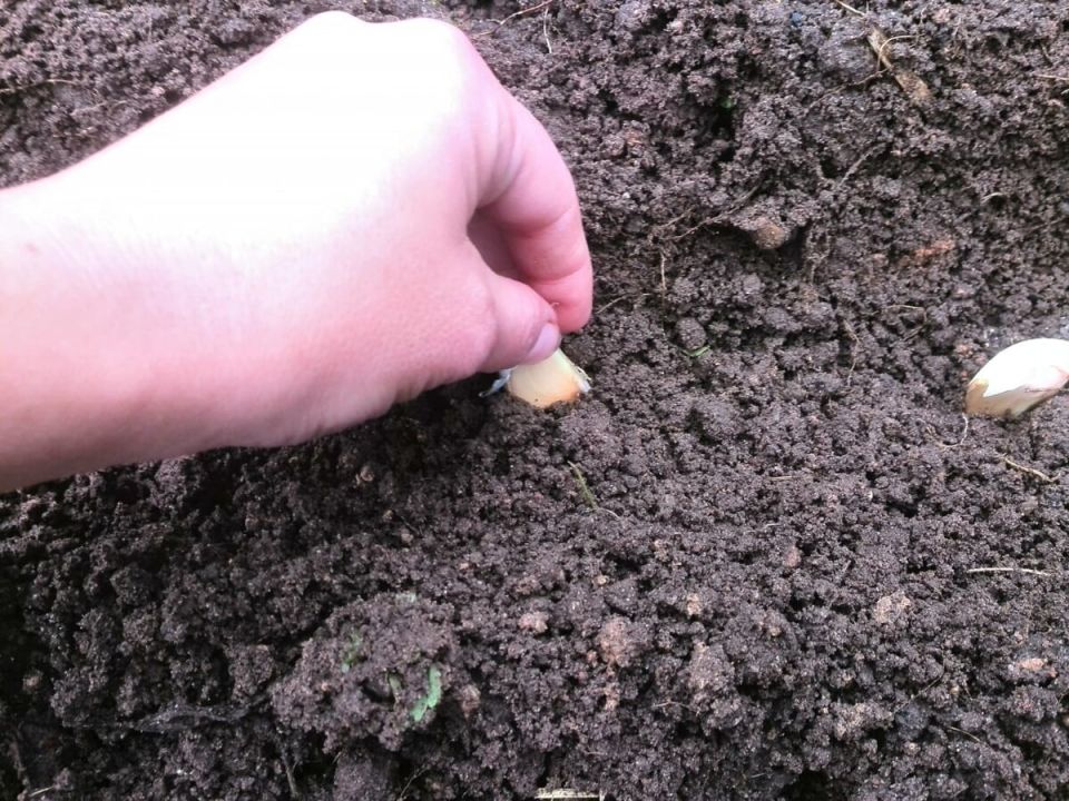 ����������� ����� � ������ �� ������� ������� ��� ����