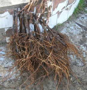 ����������� ��������� �� ����: ������� ��������� �����