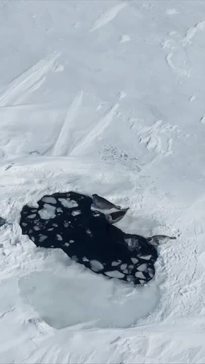 ���������������� ���������� �� �������� ����� �������� ���� �����