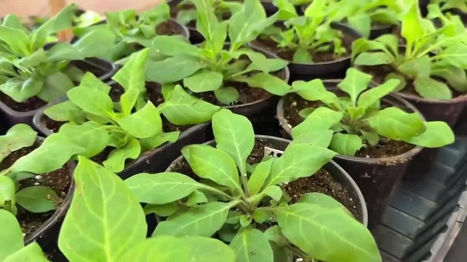 ����� 10 ������ ������� ������� ����-��� ���� �����