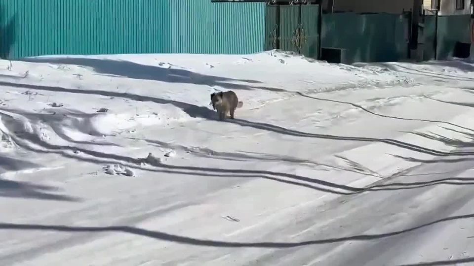 ������ ������ �� ������� � ����������� �������������