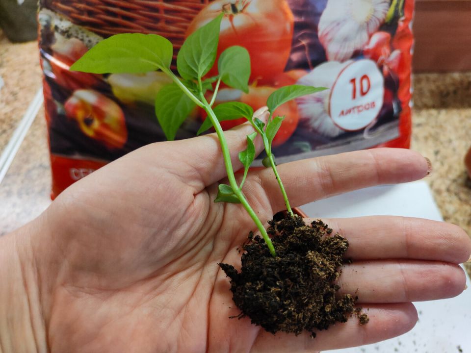 ��������� ������� ����� ���������: ��� �������� ������ � ������������� �����������