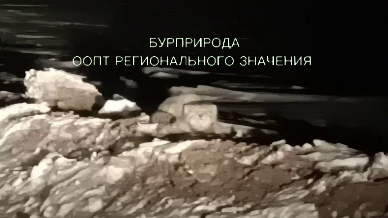 Ждем манулят: в Бурятии манул стал романтичным и активным Ждем манулят: в Бурятии манул стал романтичным и активным