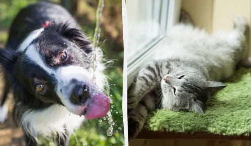 Как спасти домашних животных от жары: советы специалистов