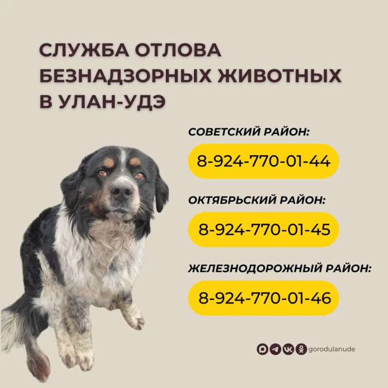 Уважаемые горожане, по отлову собак обращайтесь по телефонам в карточке