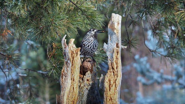 Лама из Бурятии рассказал о страшной расплате за ловлю и пленение птиц