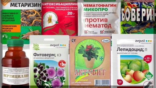 ������������: ��, ��� ����� ����� ��������