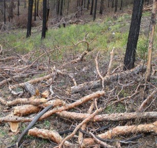 ����� 43 �������� ���� �������� � ����-���, ����� ����������� �� �������