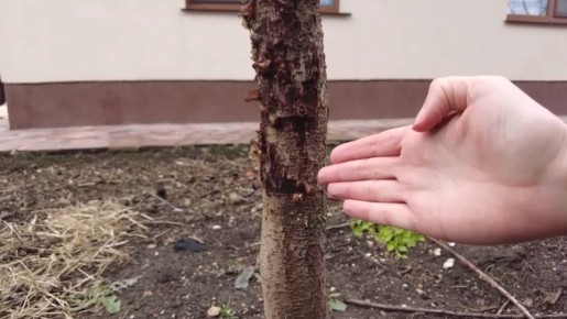 ��� ����������� ��������� �������� ����������� �� ���������� ��� �����