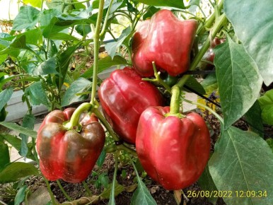 ��� ��������� ������� ������� ����� ��� �������� ������