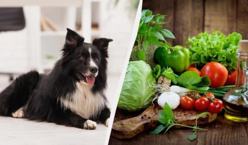 ����� �� ������� ������ �����: ��� ����� �����, ����� �������� ����������