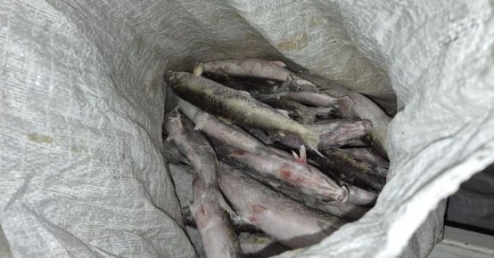 ������ � ���� � ����� � ��������