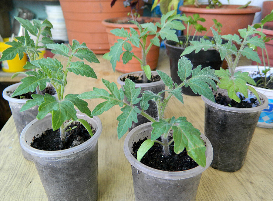 Как вырастить идеальную рассаду пасленовых: советы и секреты